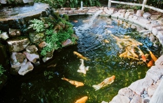 Banyan Residence Assisted Living Koi Pond.