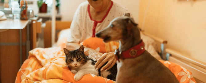 An elderly person with their pets.